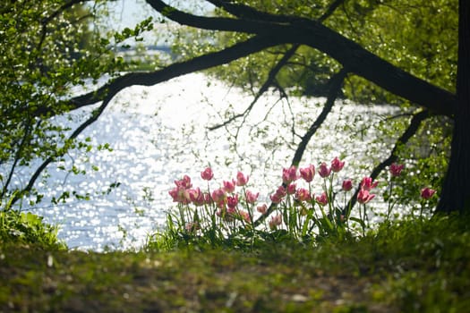 An idyllic garden scene showcasing bright pink tulips illuminated by warm sunlight in St.Petersburg, Russia, pond on background, conveying vibrancy, freshness, sun reflections on water surface. High quality photo