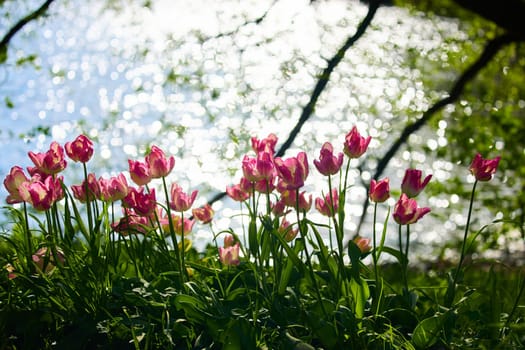 An idyllic garden scene showcasing bright pink tulips illuminated by warm sunlight in St.Petersburg, Russia, pond on background, conveying vibrancy, freshness, sun reflections on water surface. High quality photo