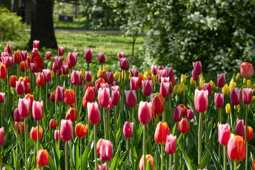 An idyllic garden scene showcasing bright red tulips illuminated by warm sunlight in St.Petersburg, Russia, conveying vibrancy, freshness, and natural beauty in a serene outdoor setting. High quality photo