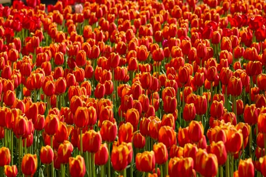 An idyllic garden scene showcasing bright red tulips illuminated by warm sunlight in St.Petersburg, Russia, conveying vibrancy, freshness, and natural beauty in a serene outdoor setting. High quality photo