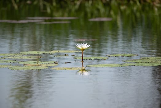 Lotus flower (Lotus, Water-lily, Tropical water-lily or Nymphaea nouchali) white and purple color, Naturally beautiful flowers in the garden