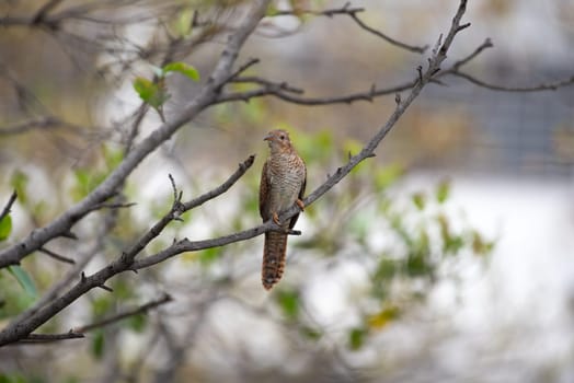 Bird (Plaintive Cuckoo, Cacomantis merulinus) black, yellow, brown and orange color perched on a tree in a nature wild