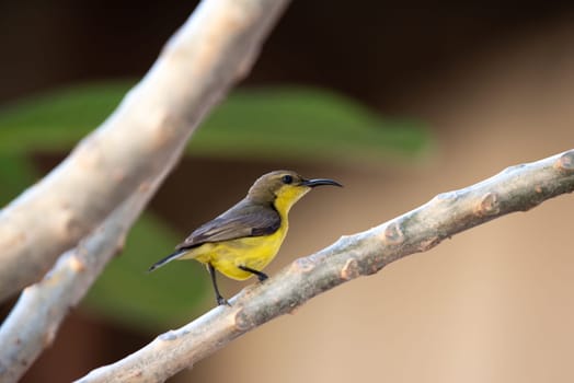 Bird (Olive-backed sunbird, Yellow-bellied sunbird) female yellow color perched on a tree in a nature wild