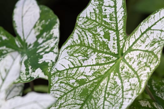 Greenery background, green color of nature plant and leaf environment greenery concept