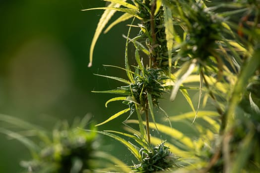 Greenery background, green color of nature plant and leaf environment greenery herb concept (Cannabis)