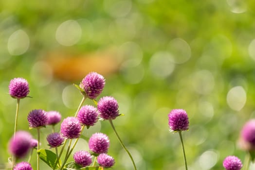 Flower (Globe Amaranth or Bachelor Button) purple or violet color Naturally beautiful flowers in the garden.