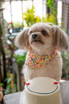 Dog so cute mixed breed with Shih-Tzu, Pomeranian and Poodle sitting at table outdoor dessert restaurant waiting to eat cake or birthday cake