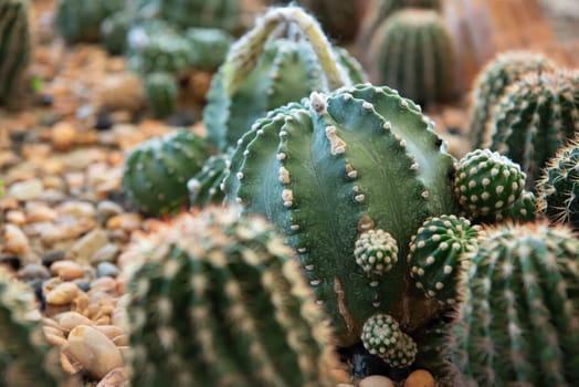 Cactus (Gymno ,Gymnocalycium) and Cactus flowers in cactus garden many size and colors popular use for decorative in house or flower shop
