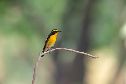 Bird (Narcissus Flycatcher, Ficedula narcissina) male black, orange, orange-yellow color perched on a tree in a nature wild and risk of extinction