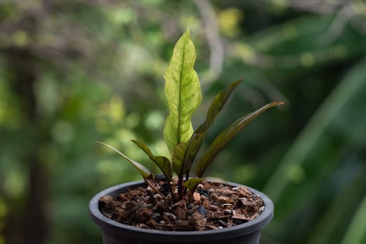 Greenery background, Anthurium Renaissance Variegated, green color of nature plant and leaf environment greenery concept