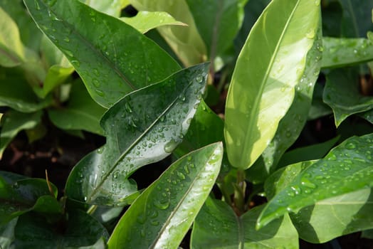 Greenery background, green color of nature plant and leaf environment greenery concept