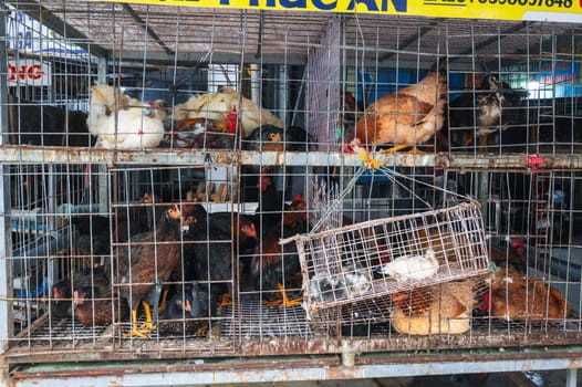 birds in cages for sale on the market in Vietnam. Nha Trang, Vietnam - December 12, 2024