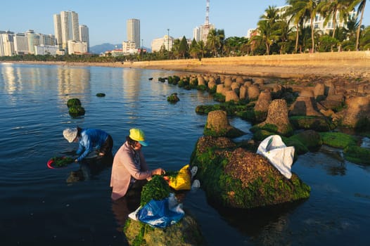 Asian Vietnamese women seaweed harvesting on the beach in Nha Trang, Vietnam. Nha Trang, Vietnam - April 21, 2025