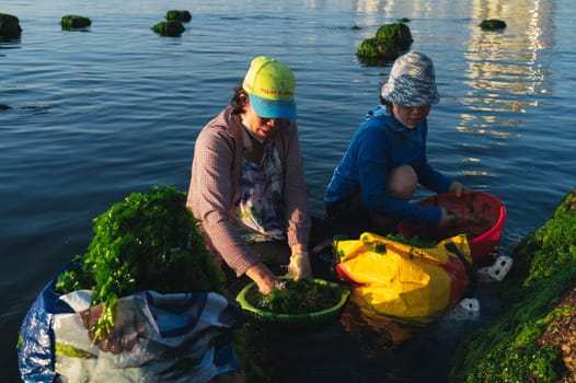 Asian women harvest seaweed algae in sea at a beach in Asia. Nha Trang, Vietnam - April 21, 2025