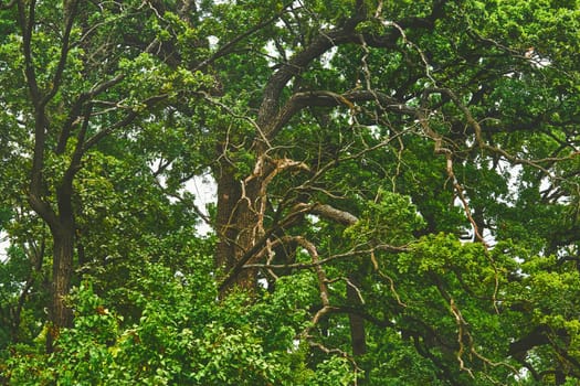 a tree that bears acorns as fruit, and typically has lobed deciduous leaves.