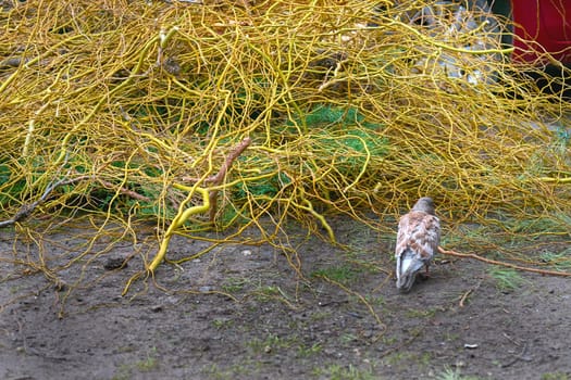 the part of a plant which attaches it to the ground or to a support, typically underground