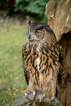 An owl perched on a perch waiting for game.Head, ring, tranquillity, eyes, beaks, fur, feathers, texture, out-of-focus background