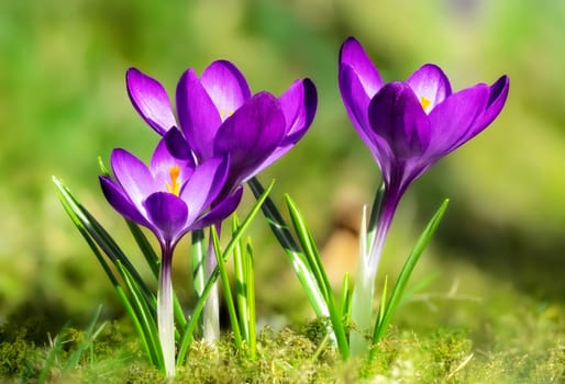 Macro of purple crocus flowers in the garden