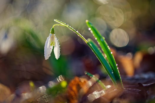 Spring background. Beautiful first spring flowers for the beginning of spring time and season. Concept for nature and environment.