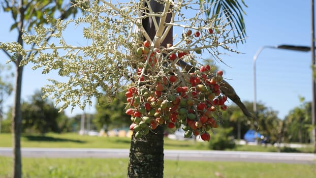 salvador, bahia, brazil: november 28, 2024: palm tree with clusters of red and green fruits.