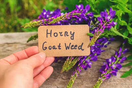 Horny goat wood extract alternative medicine. Selective Focus. nature.