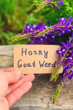 Horny goat wood extract alternative medicine. Selective Focus. nature.