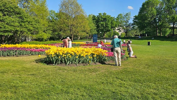 Ottawa, ON Canada - 05.14.2025: Vibrant Tulip Garden Display with Visitors Enjoying the Colorful Spring Blooms Outdoors.
