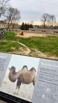 Syracuse, NY USA - 04.18.2025: Critically Endangered Bactrian Camel at the Zoo A Glimpse into Wildlife Conservation.