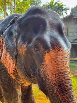 Adorable gray elephant living freely in an elephant care sanctuary, playful animal enjoys the tropical flora of a national park. Conservation center for wildlife mammals in Bangkok.