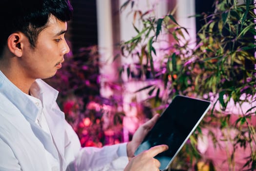 Marijuana researcher Asian man looking at a digital tablet while checking and analyzing cannabis sativa hemp plants in cannabis farms, herbal alternative medicine