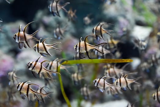 Several Banggai cardinalfish with striped silver bodies and long black fins swim in a tropical aquarium in Singapore. Close view of the peaceful species.