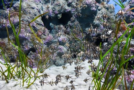 A large group of Banggai cardinalfish Pterapogon kauderni swims among green algae in a public aquarium in Singapore. Distinct black stripes and long fins.