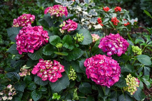 Hydrangea macrophylla Red Baron in bloom with deep pink flowers, also known as Bigleaf or French Hydrangea. Garden plant from Hydrangeaceae family.