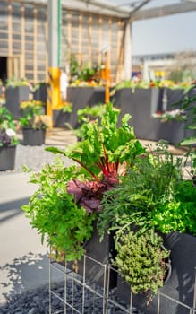 Cultivating vegetable and herbs in raised big pots in patio or terrace