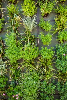 Vertical green garden decoration on the wall. Vertical gardening.