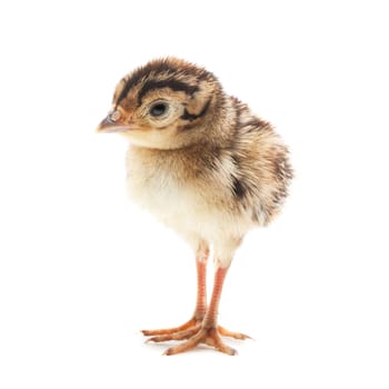 Small funny chick pheasant, isolated on white background