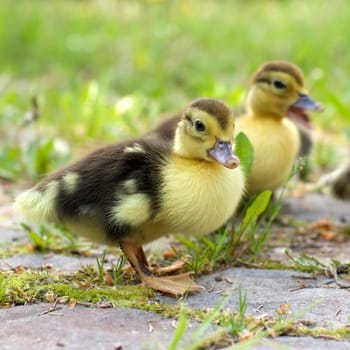 Group of little ducklings walking on a green meadow