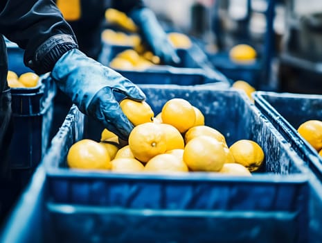 AI generated image showing gloved hands sorting lemons into blue plastic crates at a fruit processing facility. Industrial setting, fresh produce handling, cleanliness and food safety concept.
