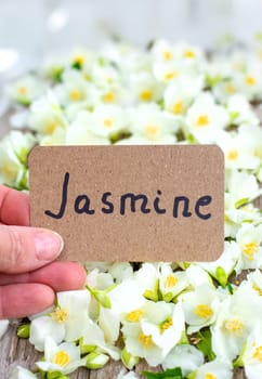 Jasmine essential oil and flowers. Selective focus. nature.