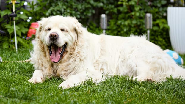 Fluffy golden retriever dog yawning while resting on green grass in backyard garden on a sunny day