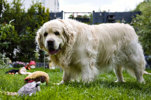 Curious golden retriever standing on green lawn in backyard surrounded by plush toys looking directly at camera with calm friendly expression