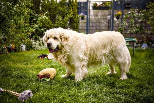 Fluffy golden retriever standing on green grass with various plush toys in backyard garden during warm day