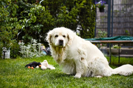 Fluffy golden retriever dog sitting calmly on green grass near soft toys in home garden looking toward camera on overcast day