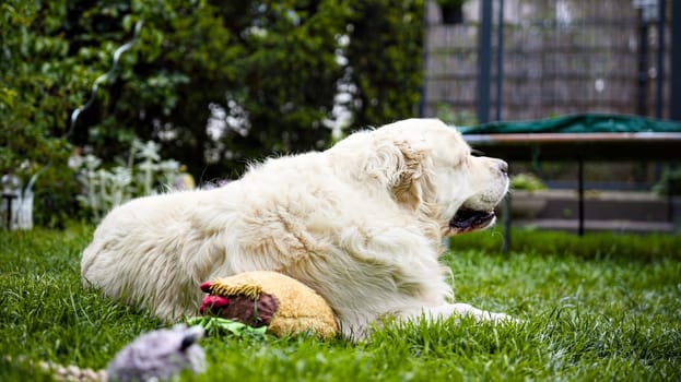 Fluffy golden retriever resting sideways on grass with dog toys in garden on a peaceful summer day