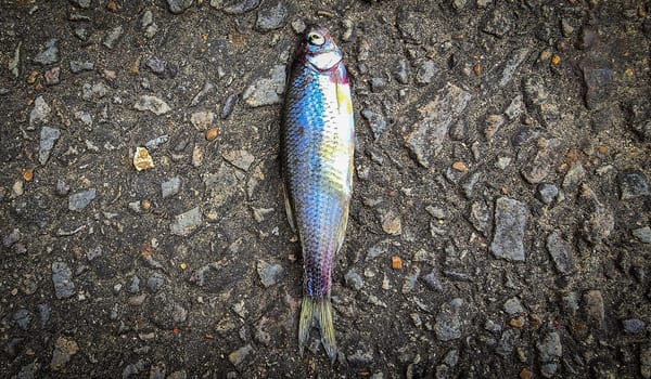 Detailed view of a fish lying on dark asphalt, showcasing its scales and a textured road highlighting contrast. Ideal for concepts like nature, urban, impact, and aquatic themes.