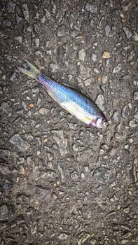 Detailed view of a fish lying on dark asphalt, showcasing its scales and a textured road highlighting contrast. Ideal for concepts like nature, urban, impact, and aquatic themes.