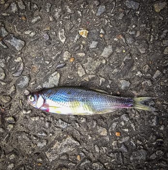 Detailed view of a fish lying on dark asphalt, showcasing its scales and a textured road highlighting contrast. Ideal for concepts like nature, urban, impact, and aquatic themes.
