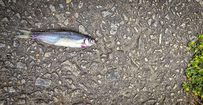 Detailed view of a fish lying on dark asphalt, showcasing its scales and a textured road highlighting contrast. Ideal for concepts like nature, urban, impact, and aquatic themes.