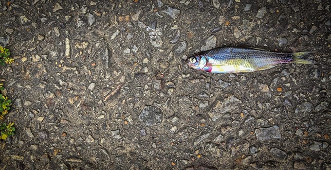 Detailed view of a fish lying on dark asphalt, showcasing its scales and a textured road highlighting contrast. Ideal for concepts like nature, urban, impact, and aquatic themes.