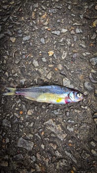 Detailed view of a fish lying on dark asphalt, showcasing its scales and a textured road highlighting contrast. Ideal for concepts like nature, urban, impact, and aquatic themes.